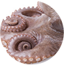 Pulpo-Congelado