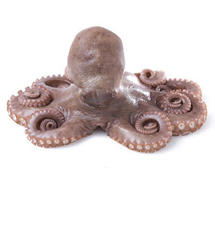 pulpo-congelado