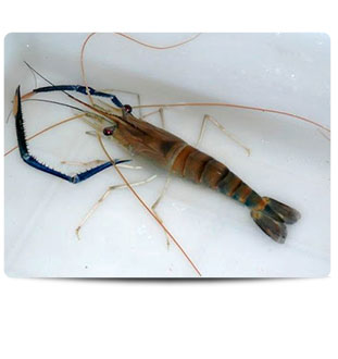 langostino