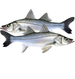 Róbalo