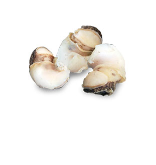 Caracol Precocido