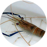langostino