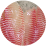 Filete-Tilapia