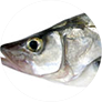 Róbalo